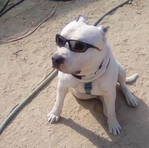 Meet your Posher, Jim